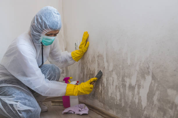 Best Residential Mold Inspection & Testing  in Saucier, MS